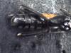Macrophya annulata
